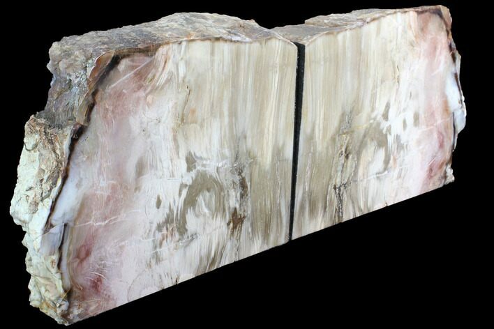 Gorgeous, Tall Petrified Wood (Sequoia) Bookends - Nevada #86222